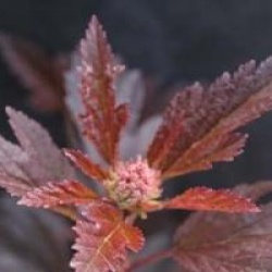 Physocarpus opulifolius Summer Wine � 'Seward' cov 