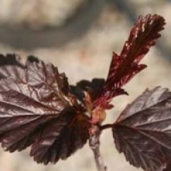 Physocarpus opulifolius Summer Wine � 'Seward' cov 