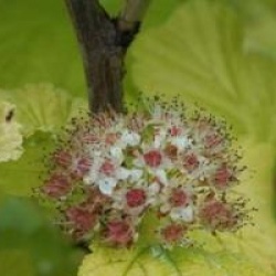Physocarpus opulifolius Angel Gold � 'Minange' cov