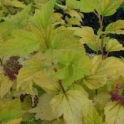 Physocarpus opulifolius Angel Gold � 'Minange' cov