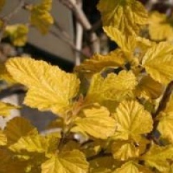 Physocarpus opulifolius Angel Gold � 'Minange' cov