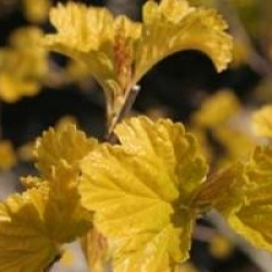 Physocarpus opulifolius Angel Gold � 'Minange' cov