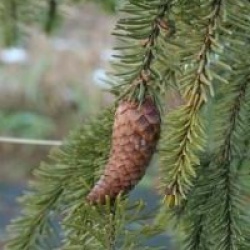 Picea abies 'Acrocona'