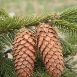 Picea abies 'Acrocona'