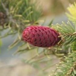 Picea abies 'Acrocona'