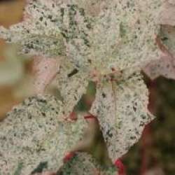 Acer x conspicuum 'Red Flamingo' - �rable � peau de serpent Red Flamingo