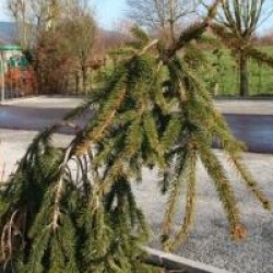 Picea abies 'Inversa' - �pic�a pleureur