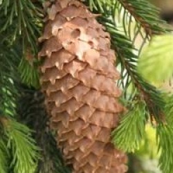 Picea abies 'Inversa'