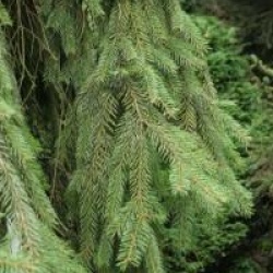 Picea abies 'Inversa'