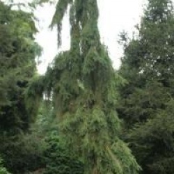 Picea abies 'Inversa'