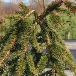 Picea abies 'Inversa'