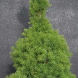 Picea glauca 'Conica'