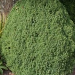 �pic�a fastigi�