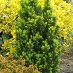Picea glauca 'Lilliput'