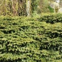 Picea abies 'Nidiformis'