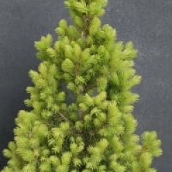Picea glauca 'Rainbow's End'