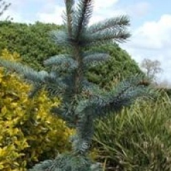 Picea pungens 'Hoopsii'