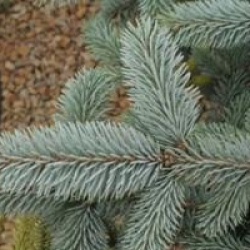 Picea pungens 'Hoopsii'