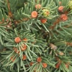 Picea pungens 'Lucky Strike'