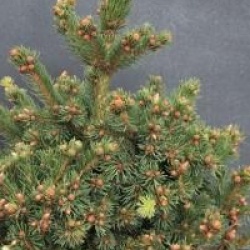 Picea pungens 'Lucky Strike'