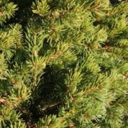 Picea pungens 'Lucky Strike'