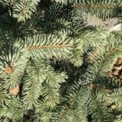 Picea pungens 'Oheinheimer' - �pic�a Oheinheimer