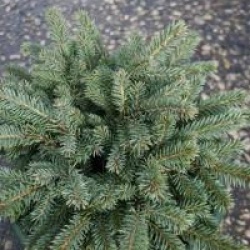 �pic�a nain waldbrunn