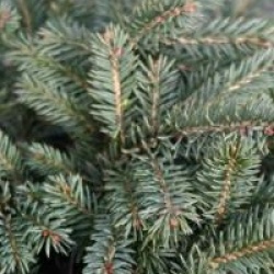 Picea pungens 'Waldbrunn'