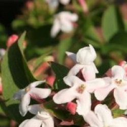 Abelia mosanensis
