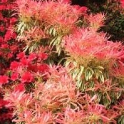 Pieris 'Flaming Silver' - Androm�de Flaming Silver