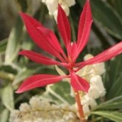 Pieris 'Flaming Silver'
