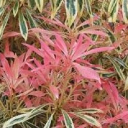 Pieris 'Flaming Silver'