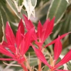 Pieris 'Flaming Silver'