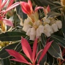 Pieris 'Flaming Silver'