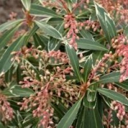 Pieris 'Flaming Silver'