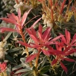 Pieris 'Flaming Silver'
