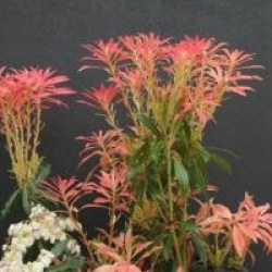 Pieris 'Forest Flame'