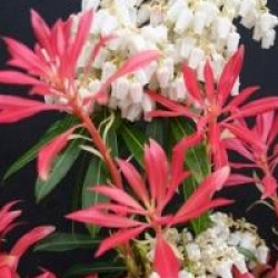 Pieris 'Forest Flame'