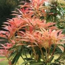 Pieris 'Forest Flame'