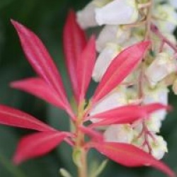 Pieris 'Forest Flame'