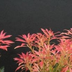 Pieris 'Forest Flame'