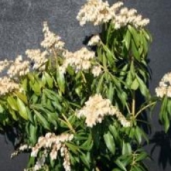 Pieris 'Forest Flame'