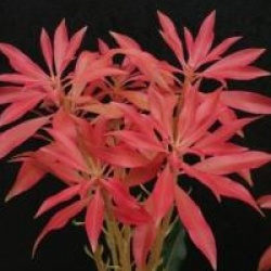 Pieris 'Forest Flame'