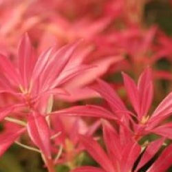 Pieris 'Forest Flame'