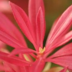 Pieris 'Forest Flame'