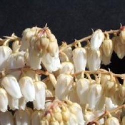 Pieris 'Forest Flame'