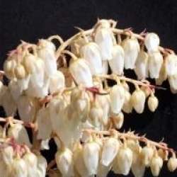 Pieris 'Forest Flame'