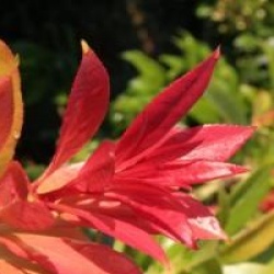 Pieris formosa var. forestii - Androm�de forestii