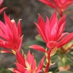 Pieris formosa var. forestii