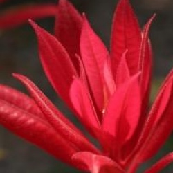 Pieris formosa var. forestii